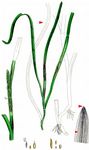 Gewöhnliches Seegras - Zostera marina L. 