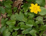 Ficaria verna (Scharbockskraut) - Nierenförmige Blätter
