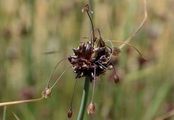 Gemüse-Lauch - Allium oleraceum L.