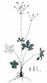 Bavarian Masterwort - Astrantia bavarica F. W. Schultz