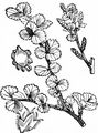 Dwarf Birch - Betula nana L.