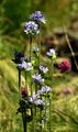 Büschel-Glockenblume - Campanula glomerata L.