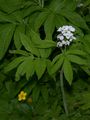 Drooping Bittercress - Cardamine enneaphyllos (L.) Crantz