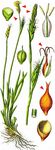 Michelis Segge - Carex michelii Host 