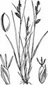 Bleiche Segge - Carex pallescens L.