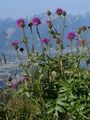 Skabiosen-Flockenblume - Centaurea scabiosa L.