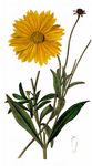 Garten-Mädchenauge - Coreopsis lanceolata L. 