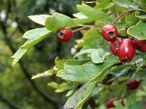 Hawthorn - Crataegus monogyna Jacq.