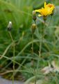 Weichhaariger Pippau - Crepis mollis (Jacq.) Asch.