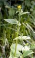 Österreichische Gemswurz - Doronicum austriacum Jacq.