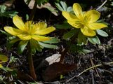 Winter Aconite - Eranthis hyemalis (L.) Salisb.