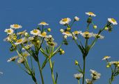 Einjähriges Berufkraut - Erigeron annuus (L.) Desf.