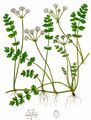 Creeping Marshwort - Helosciadium repens (Jacq.) W. D. J. Koch
