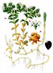 Salzmiere - Honckenya peploides (L.) Ehrh. 