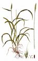 Wood Barley - Hordelymus europaeus (L.) Harz