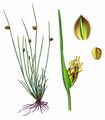 Bristle Club-Rush - Isolepis setacea (L.) R. Br.