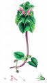 Purpurrote Taubnessel - Lamium purpureum L.
