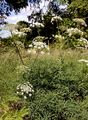 Berg-Laserkraut - Laserpitium siler L.