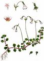 Twinflower - Linnaea borealis L.