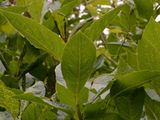 Alpine Honeysuckle - Lonicera alpigena L.