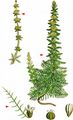 Whorled Water-Milfoil - Myriophyllum verticillatum L.
