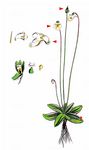 Alpen-Fettkraut - Pinguicula alpina L. 
