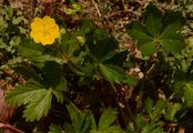 Alpine Cinquefoil - Potentilla crantzii (Crantz) Fritsch