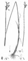  - Schoenoplectus litoralis (Schrad.) Palla