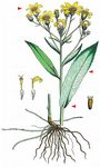 Fluß-Greiskraut - Senecio sarracenicus L. 