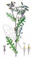 Gewöhnliches Greiskraut - Senecio vulgaris L.