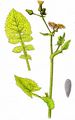 Kohl-Gänsedistel - Sonchus oleraceus L.