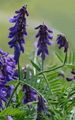 Tufted Vetch - Vicia cracca L.