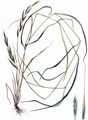 False Brome - Brachypodium sylvaticum (Huds.) P. Beauv.