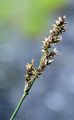 Elongated Sedge - Carex elongata L. 