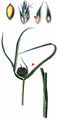 Michelis Nutsedge - Cyperus michelianus (L.) Link