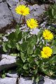 Großblütige Gemswurz - Doronicum grandiflorum Lam.