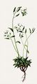 Carinthian Whitlowgrass - Draba siliquosa M. Bieb.