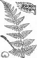 Karthäuserfarn - Dryopteris carthusiana (Vill.) H. P. Fuchs