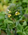 Zwerg-Augentrost - Euphrasia minima DC.
