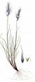 Small Fescue - Festuca airoides Lam.