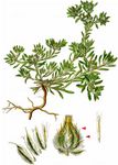 Spatelblättriges Filzkraut - Filago pyramidata L. 