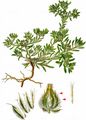 Broad-Leaved Cudweed - Filago pyramidata L.