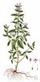Acker-Hohlzahn - Galeopsis ladanum L.