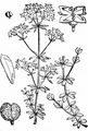 Heath Bedstraw - Galium saxatile L.