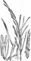 Floating Sweet-Grass - Glyceria fluitans (L.) R. Br.