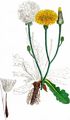 Gewöhnliches Ferkelkraut - Hypochaeris radicata L.