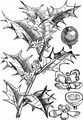 Holly - Ilex aquifolium L.