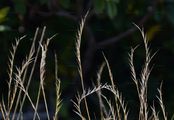 Borstgras - Nardus stricta L.