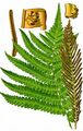 Ostrich Fern - Onoclea struthiopteris (L.) Roth