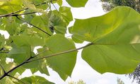 Foxglove-Tree - Paulownia tomentosa (Thunb.) Siebold & Zucc.